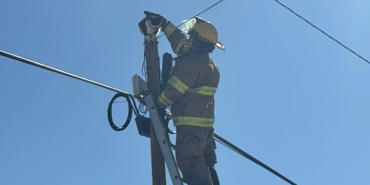Rescatan a gato atrapado a 10 metros de altura en la colonia Altavista