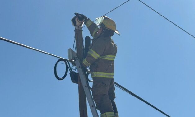 Rescatan a gato atrapado a 10 metros de altura en la colonia Altavista