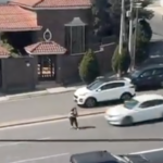 Se arroja a los autos en avenida de Monterrey y queda gravemente herida