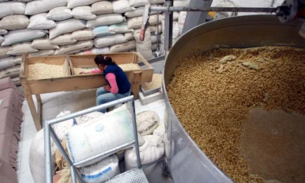 Importaciones de maíz marcan récord histórico al inicio de 2026