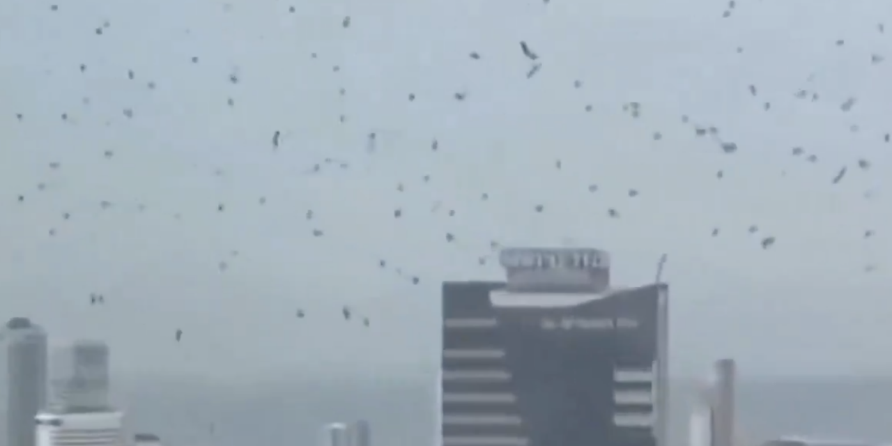 ¿Señal o coincidencia? Viralizan presencia de cuervos en Tel Aviv