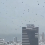 ¿Señal o coincidencia? Viralizan presencia de cuervos en Tel Aviv