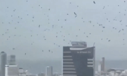 ¿Señal o coincidencia? Viralizan presencia de cuervos en Tel Aviv