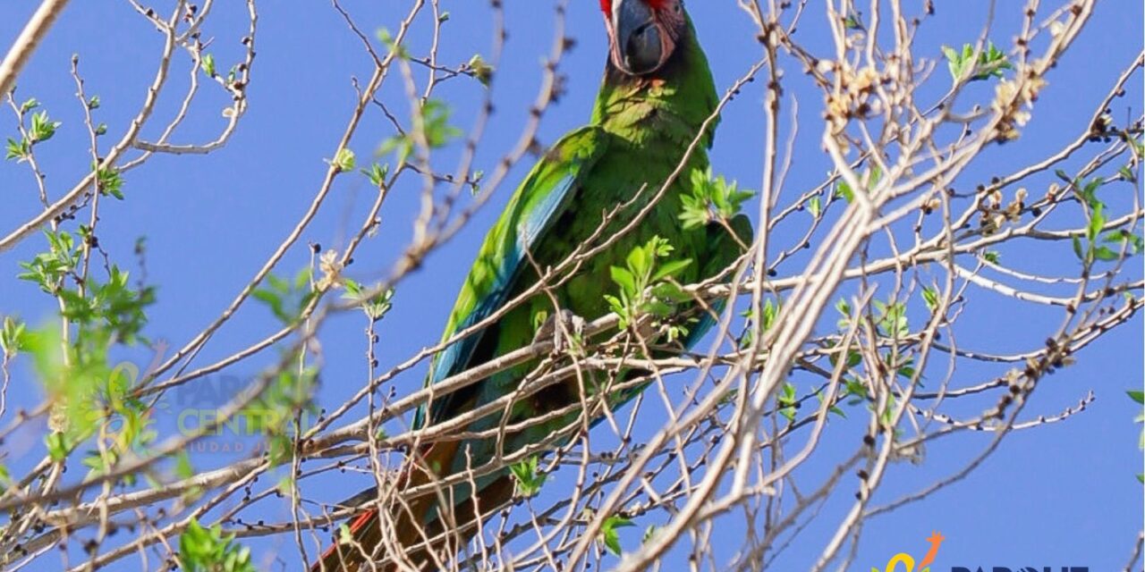 Realiza Parque Central jornada de observación de aves en Ciudad Juárez