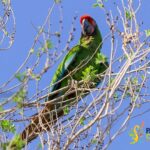 Realiza Parque Central jornada de observación de aves en Ciudad Juárez