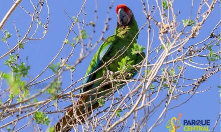 Realiza Parque Central jornada de observación de aves en Ciudad Juárez