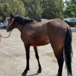 Entrega DABA los animalitos que tenía resguardados luego de rescatarlos de incendio