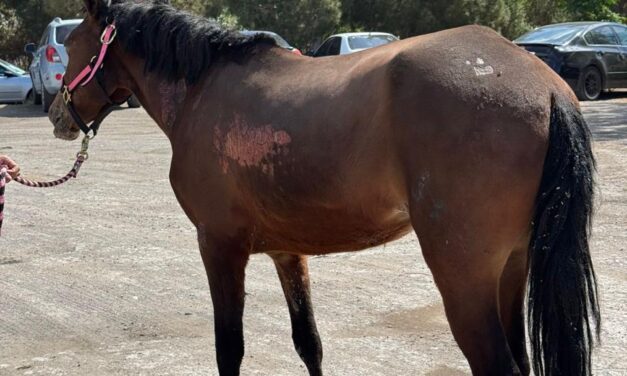 Entrega DABA los animalitos que tenía resguardados luego de rescatarlos de incendio