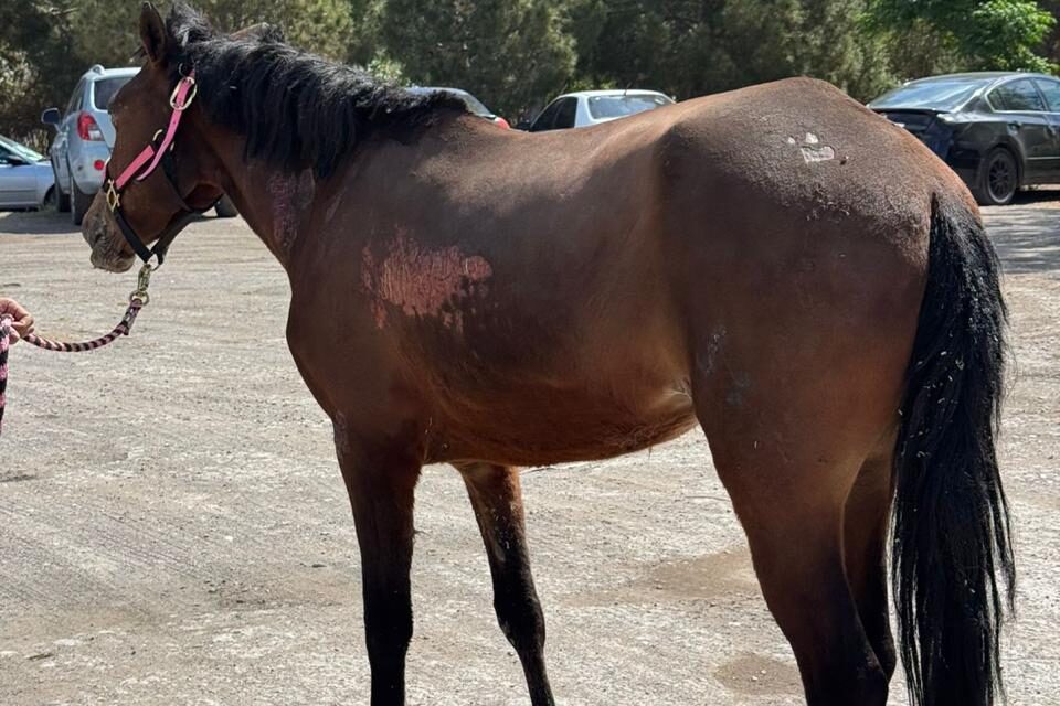 Entrega DABA los animalitos que tenía resguardados luego de rescatarlos de incendio