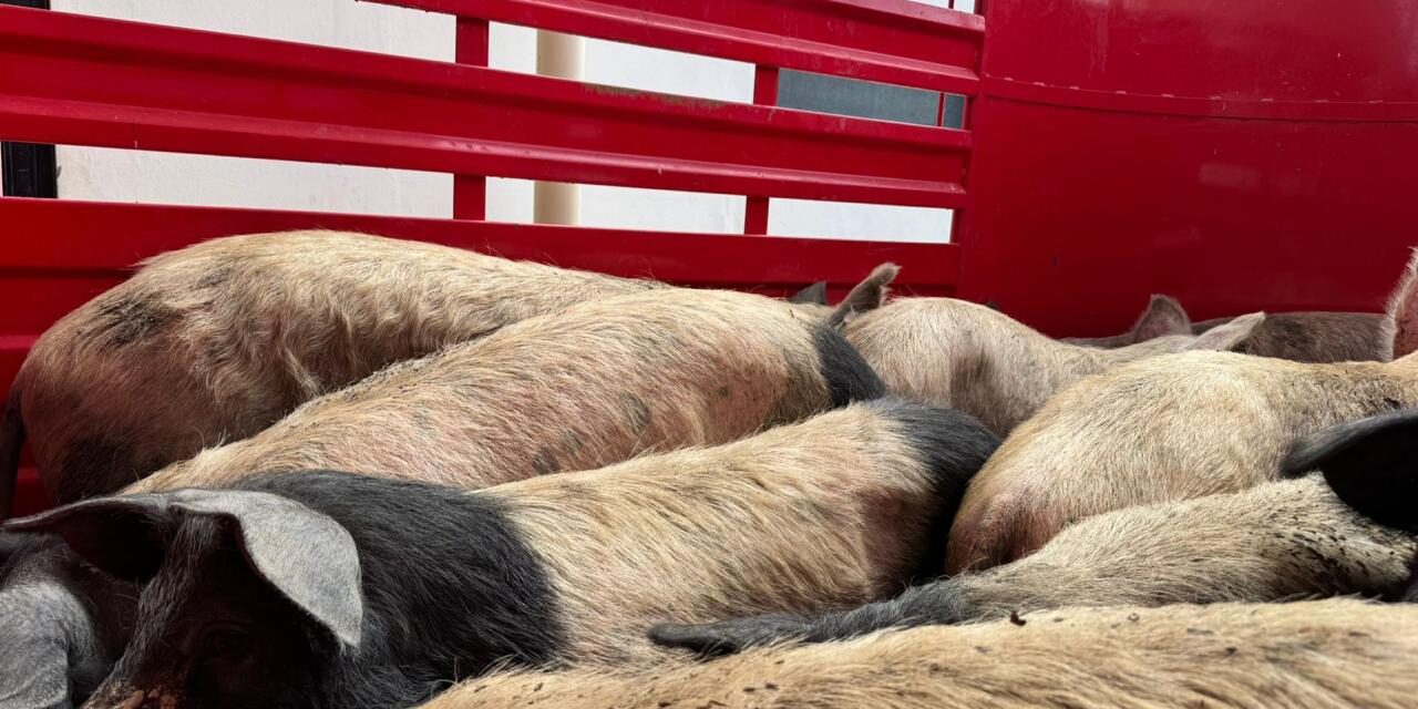 Entrega DABA los animalitos que tenía resguardados luego de rescatarlos de incendio