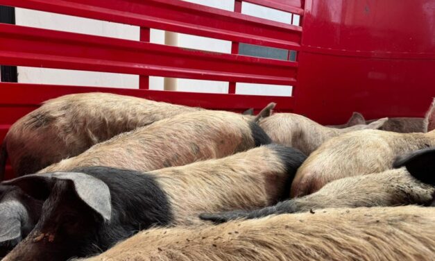 Entrega DABA los animalitos que tenía resguardados luego de rescatarlos de incendio