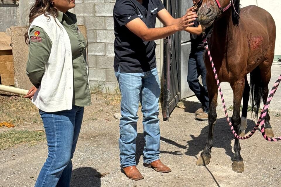 Entrega DABA los animalitos que tenía resguardados luego de rescatarlos de incendio