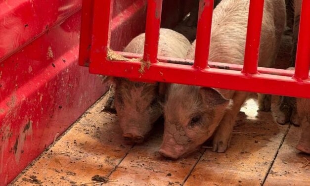 Entrega DABA los animalitos que tenía resguardados luego de rescatarlos de incendio