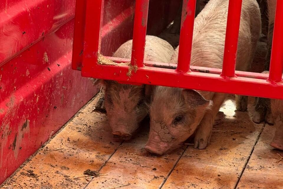 Entrega DABA los animalitos que tenía resguardados luego de rescatarlos de incendio