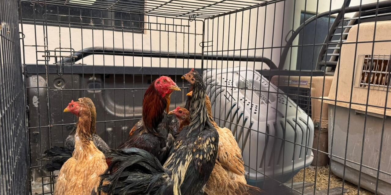 Entrega DABA los animalitos que tenía resguardados luego de rescatarlos de incendio