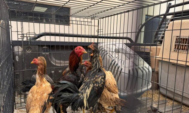 Entrega DABA los animalitos que tenía resguardados luego de rescatarlos de incendio