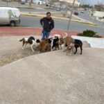 Atiende DABA el problema de las jaurías y perros agresivos