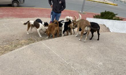 Atiende DABA el problema de las jaurías y perros agresivos