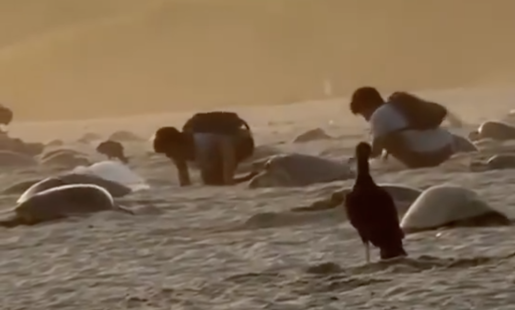 Captan saqueo de huevos de tortuga en santuario de Oaxaca; autoridades investigan