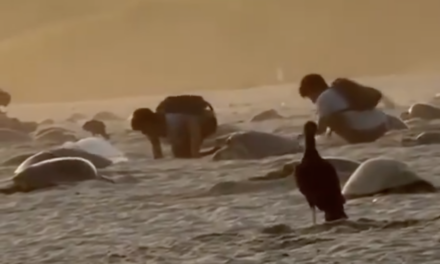 Captan saqueo de huevos de tortuga en santuario de Oaxaca; autoridades investigan