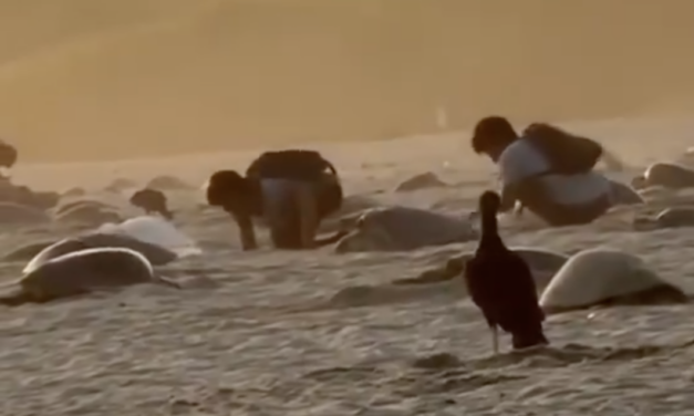 Captan saqueo de huevos de tortuga en santuario de Oaxaca; autoridades investigan