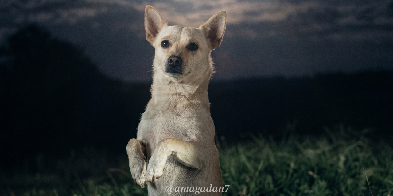 “Calcio Milaneso”, el perrito que conquistó TikTok posando bajo la Luna
