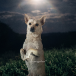 “Calcio Milaneso”, el perrito que conquistó TikTok posando bajo la Luna