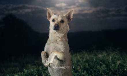 “Calcio Milaneso”, el perrito que conquistó TikTok posando bajo la Luna