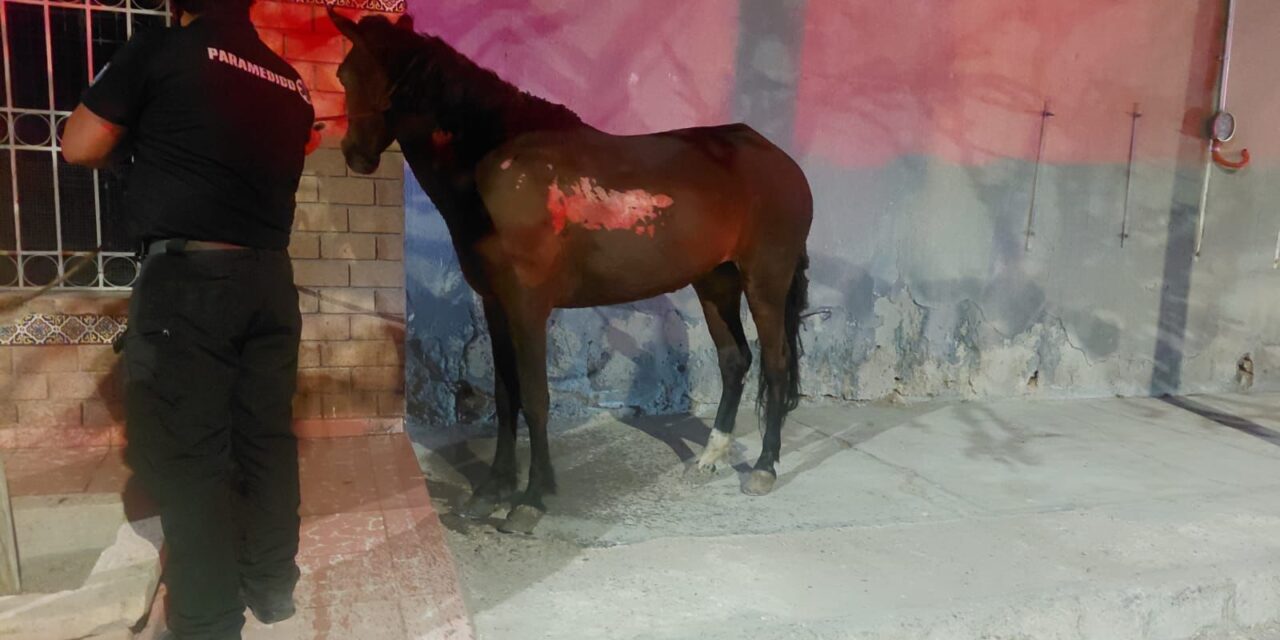 Policías Municipales participan en rescate de animales durante incendio de vivienda en la colonia Santa Rosa