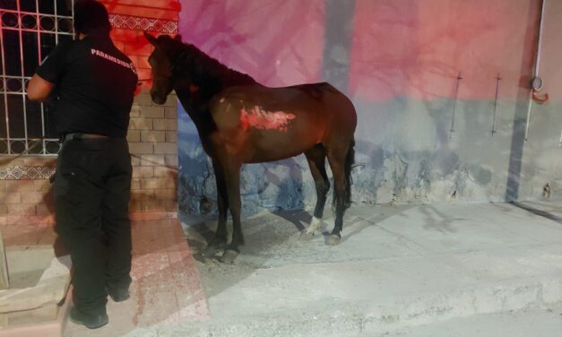 Policías Municipales participan en rescate de animales durante incendio de vivienda en la colonia Santa Rosa