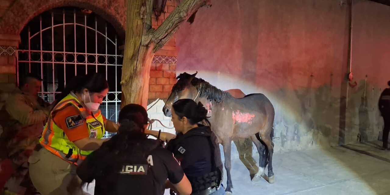 Policías Municipales participan en rescate de animales durante incendio de vivienda en la colonia Santa Rosa