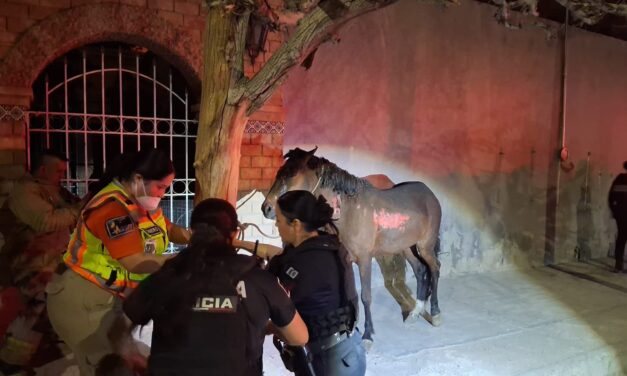 Policías Municipales participan en rescate de animales durante incendio de vivienda en la colonia Santa Rosa