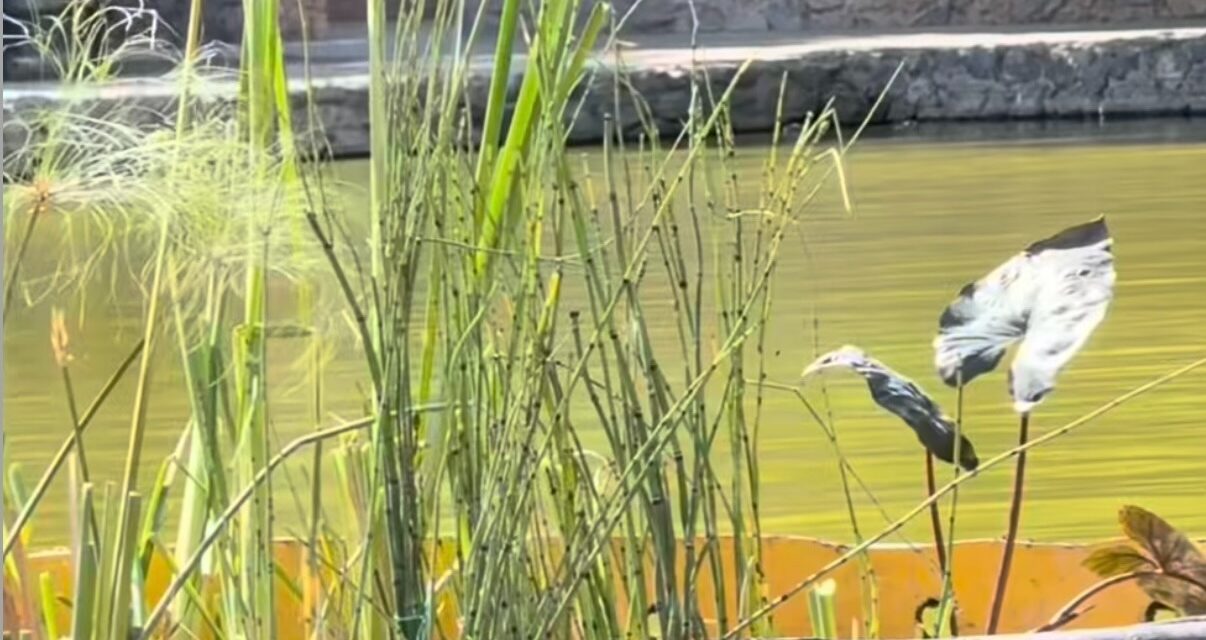 Inicia Parque Central instalación de biorremediadoras para mejorar la calidad y estética del lago