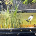 Inicia Parque Central instalación de biorremediadoras para mejorar la calidad y estética del lago