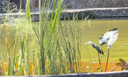 Inicia Parque Central instalación de biorremediadoras para mejorar la calidad y estética del lago