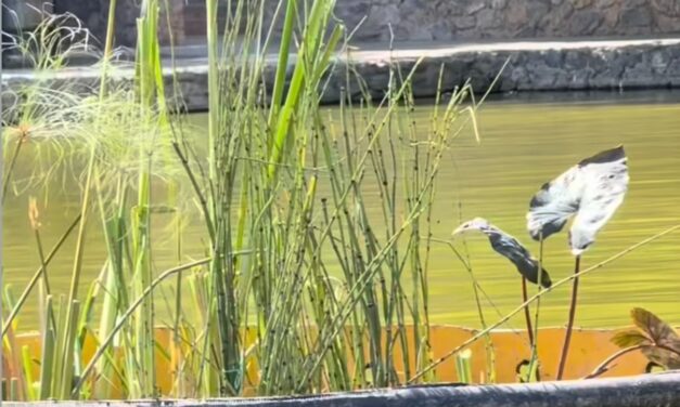 Inicia Parque Central instalación de biorremediadoras para mejorar la calidad y estética del lago