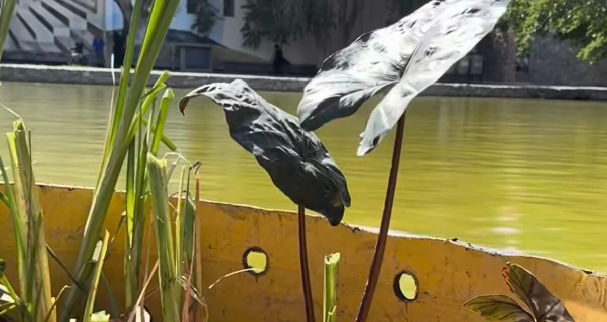 Inicia Parque Central instalación de biorremediadoras para mejorar la calidad y estética del lago