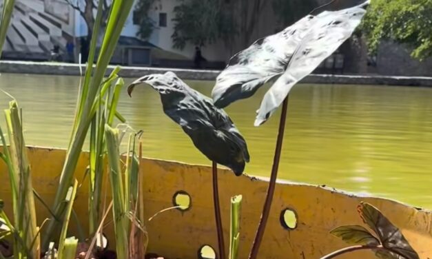 Inicia Parque Central instalación de biorremediadoras para mejorar la calidad y estética del lago