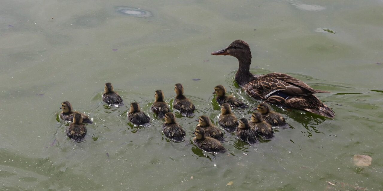 Aumenta población de patos mexicanos en el Parque Central