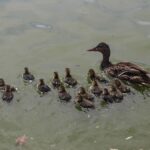 Aumenta población de patos mexicanos en el Parque Central
