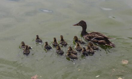 Aumenta población de patos mexicanos en el Parque Central