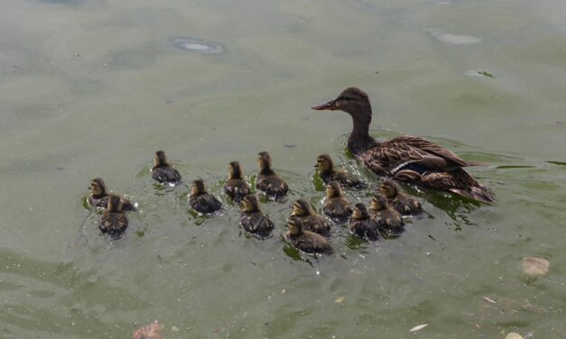 Aumenta población de patos mexicanos en el Parque Central
