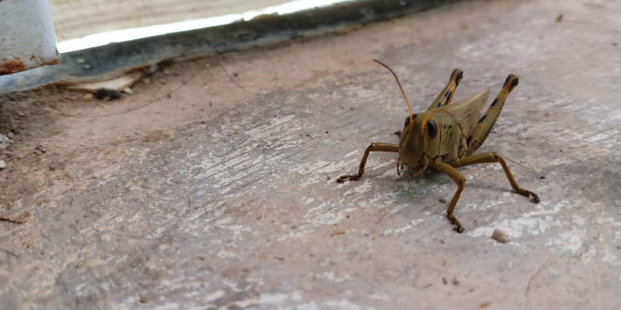 Plaga de chapulines no representan riesgo para la población: Ecología
