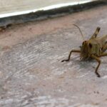 Plaga de chapulines no representan riesgo para la población: Ecología