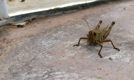 Plaga de chapulines no representan riesgo para la población: Ecología