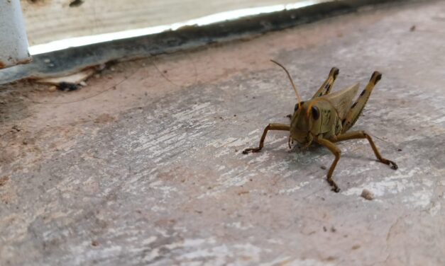 Plaga de chapulines no representan riesgo para la población: Ecología