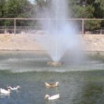 Rehabilitan aireador en el lago del Parque Central para mejorar el ecosistema acuático