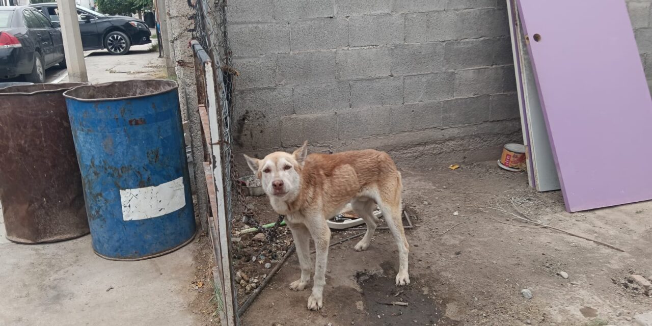 Apoyan Policías Municipales en resguardo de can víctima de maltrato animal