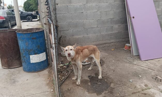 Apoyan Policías Municipales en resguardo de can víctima de maltrato animal