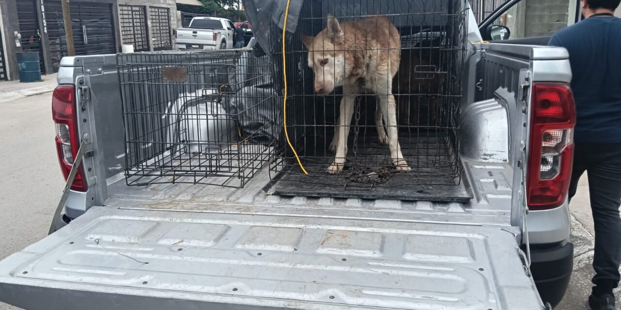 Apoyan Policías Municipales en resguardo de can víctima de maltrato animal
